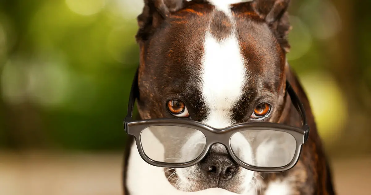 Dit zijn de slimste dieren ter